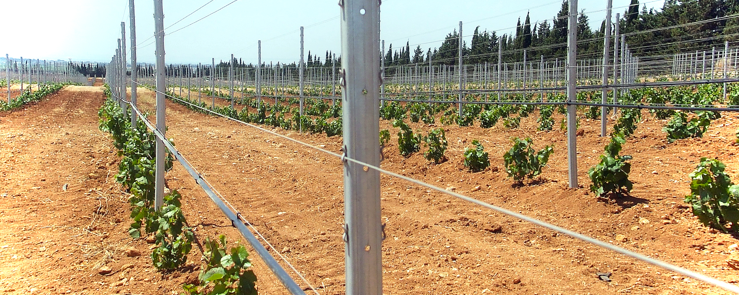 pali per vigneti e accessori per vigneti